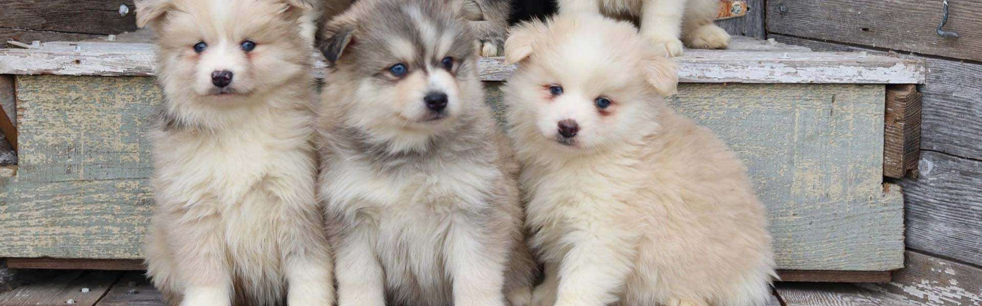 whats a pomsky puppy