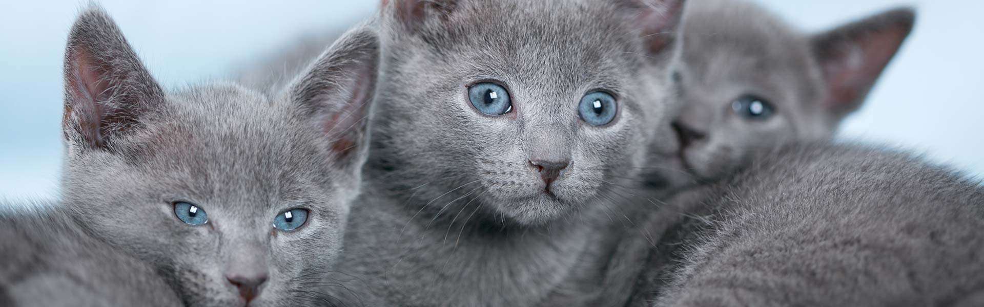 Russian blue purebred hot sale kittens for sale