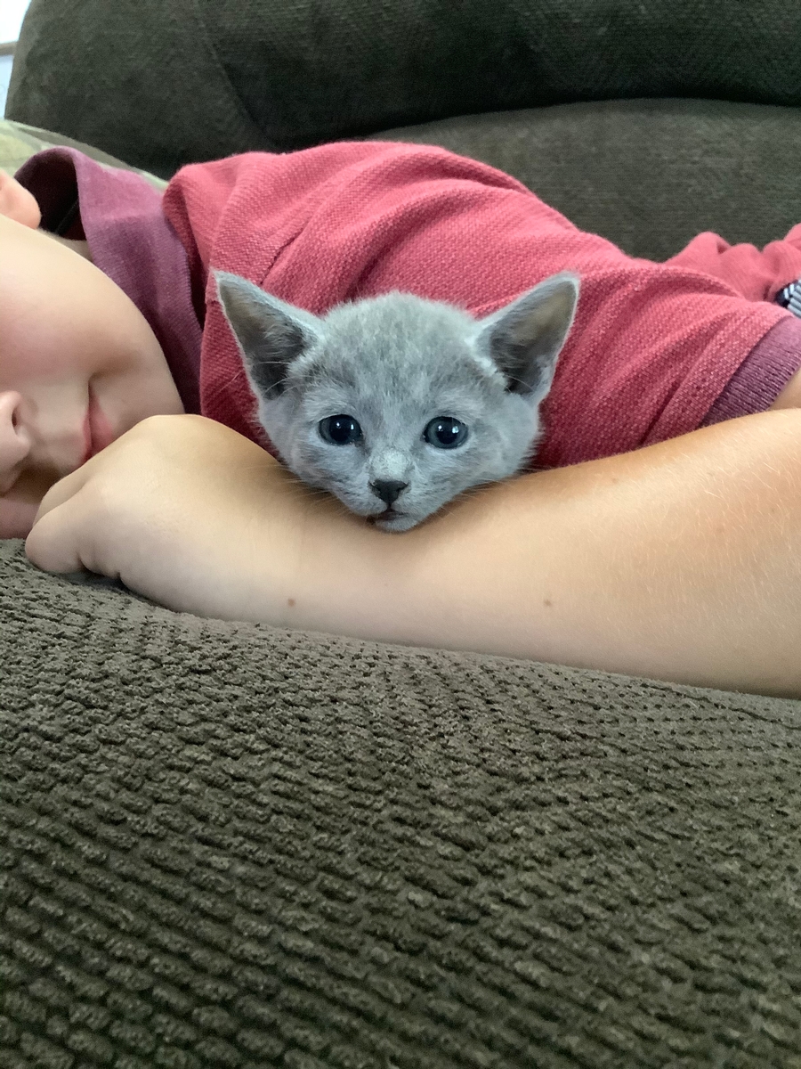 Russian blue purebred hot sale kittens for sale