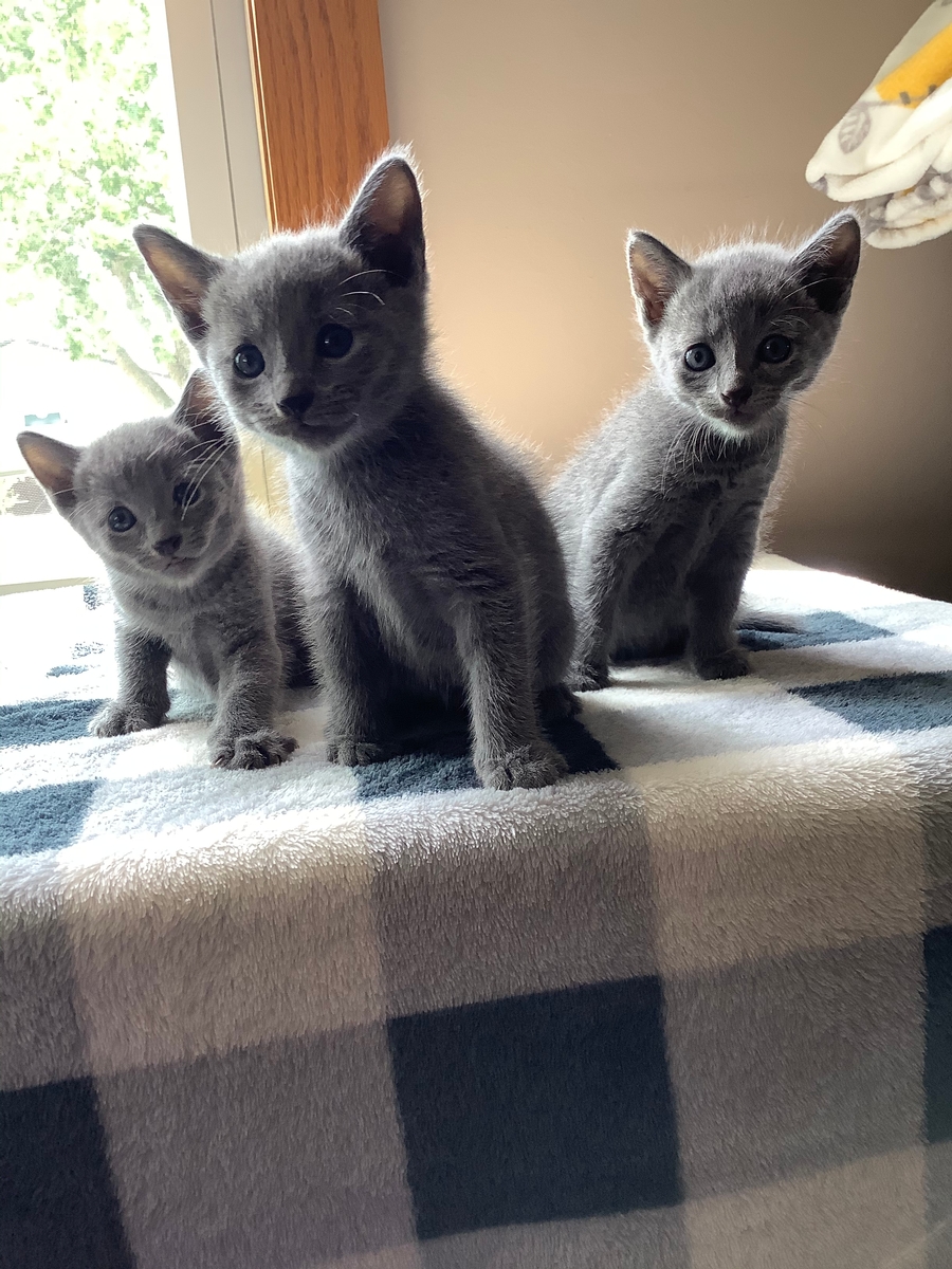 Russian Blue Kittens