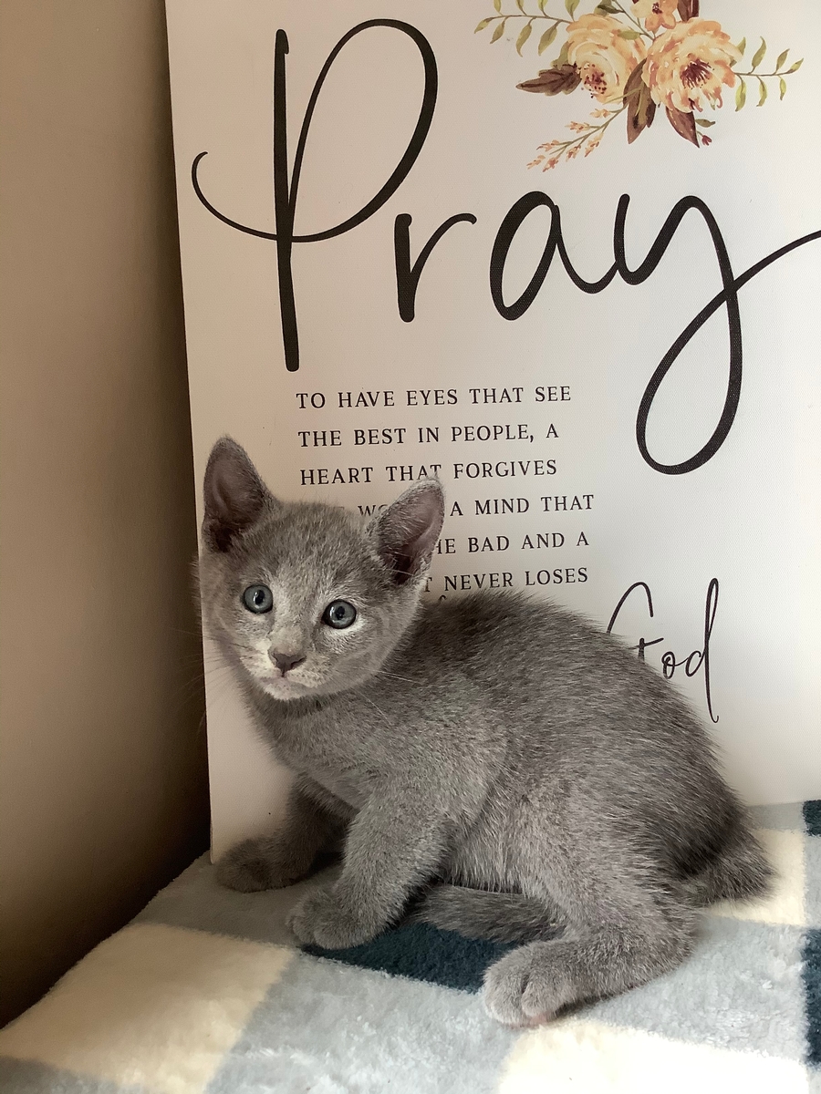 Archie Adorable Kitten