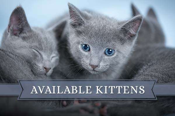 Available Kittens Available Kittens