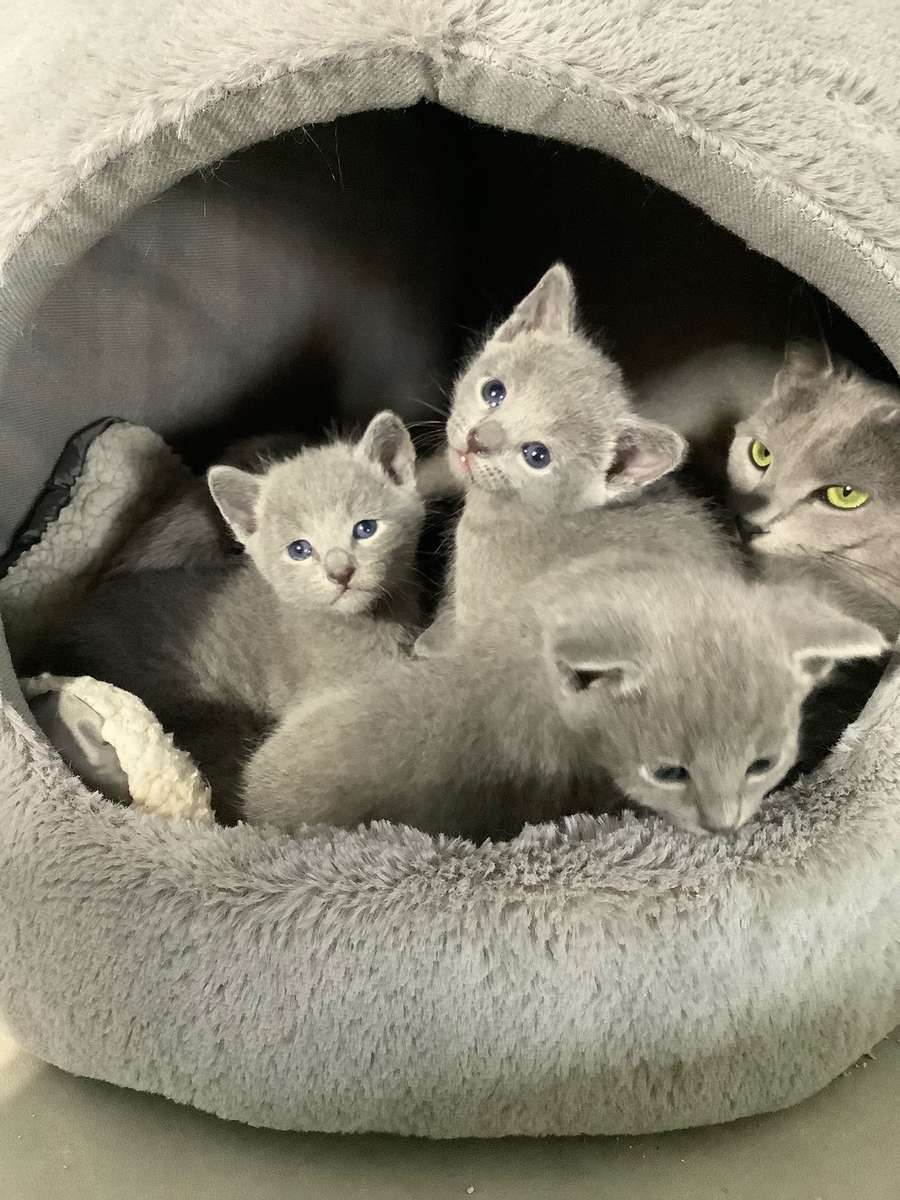 Russian Blue Kittens for Sale in Missouri Purebred Russian Blues