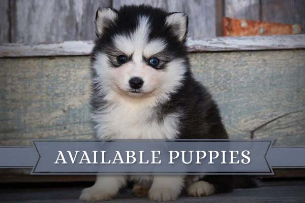 Russian Blue Pomskies Available Puppies Russian Blue Pomskies Available Puppies